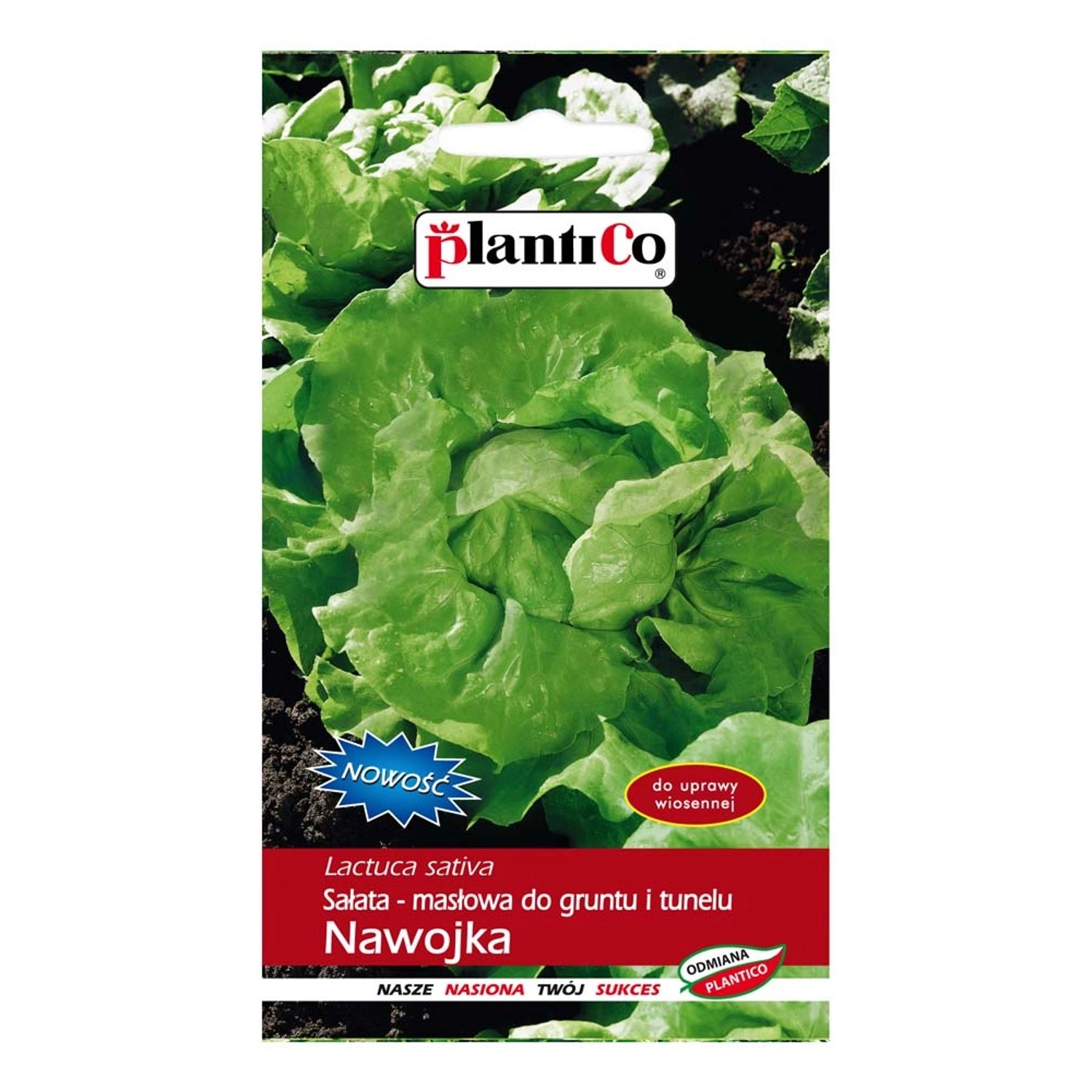 Sałata masłowa Nawojka - 1 g