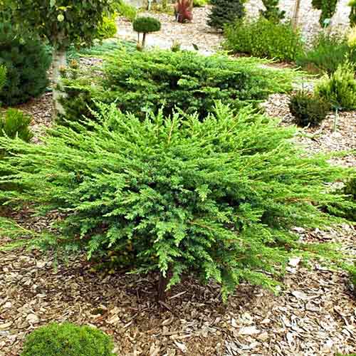 1 buc, Ienupăr târâtor Schlager - Puieți: Mod de ambalare: 1 buc