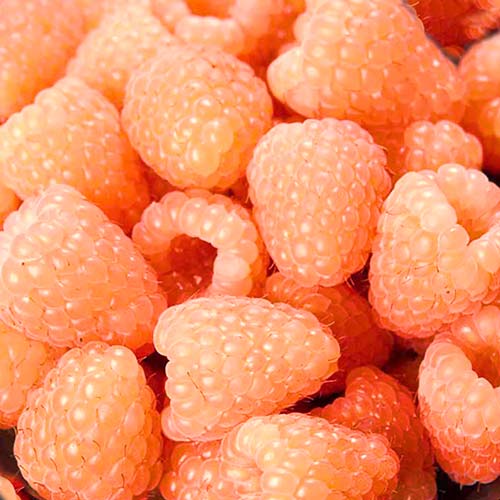 1 buc, Zmeur remontant Orange Giant - Puieți: Mod de ambalare: 1 buc