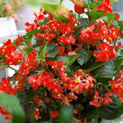 1 pac, Begonie Prima F1 bordo Legutko - Semințe: Mod de ambalare: 0.1 g