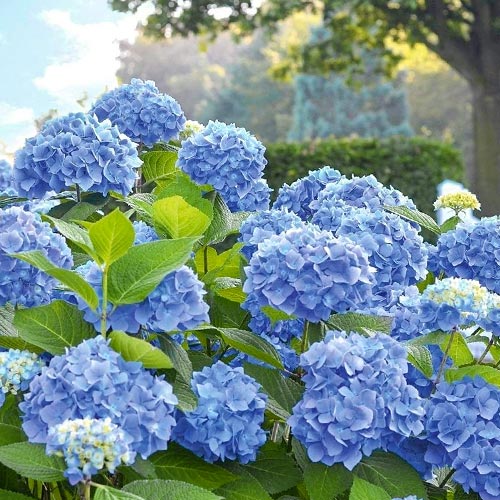 1 buc, Hortensia macrophylla Blue Bodensee - Răsaduri: Mod de ambalare: 1 buc