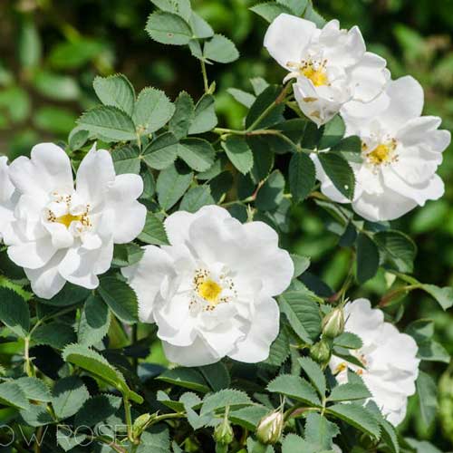 1 buc, Trandafir de dulceață (Rosa rugosa) Alba - Puieți: Mod de ambalare: 1 buc