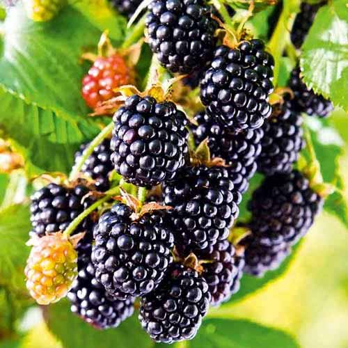 2 buc, Mur Black Satin - : Mod de ambalare: 2 buc