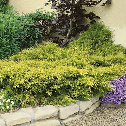 1 saz, Jalovec Kuriwao Gold - : Monžstvo balíkov: 1 saz