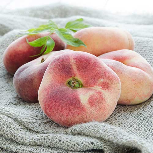 1 db, Őszibarack Saturn - Palánták: Mod de ambalare: 1 db