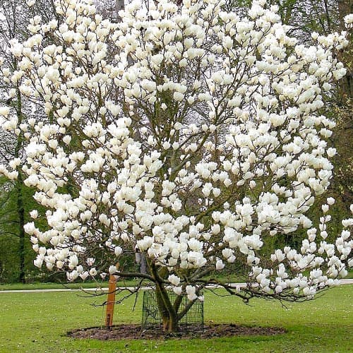 1 Pflanze(n), Magnolie Alba Superba - Setzlinge: Ilość w opakowaniu: 1 Pflanze(n)