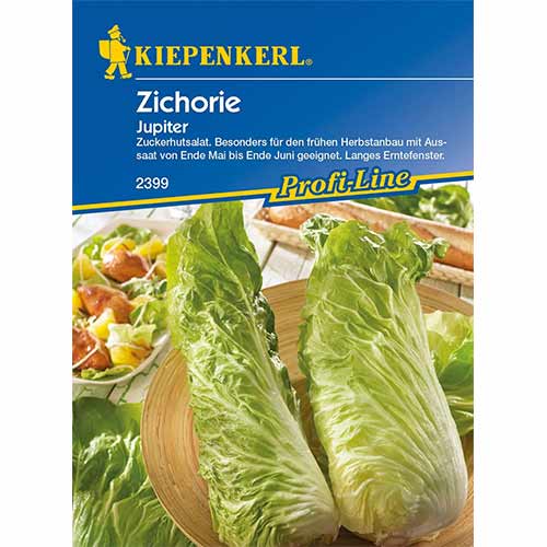 1 szt, Zichorie Jupiter F1 - Samen: Ilość w opakowaniu: 1 Stück