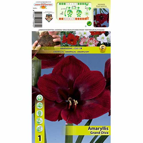 1 Stück, Amaryllis Grand Diva - Zwiebeln: Ilość w opakowaniu: 1 Stück
