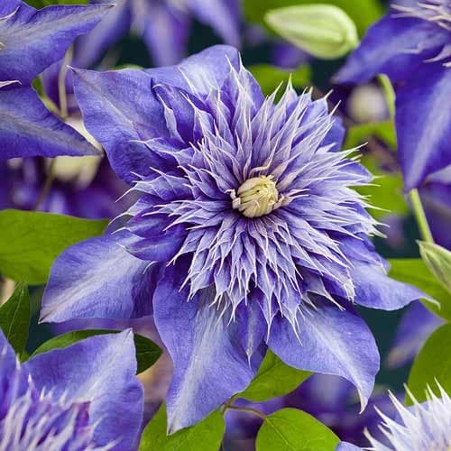 1 Pflanze(n), Clematis Multi Blue, P9 - Setzlinge: Ilość w opakowaniu: 1 Pflanze(n)
