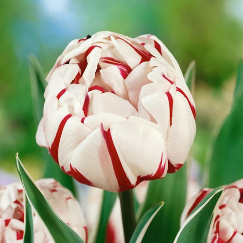 10 Stück, Tulpe Carnaval de Nice - Blumenzwiebeln: Ilość w opakowaniu: 10 Stück