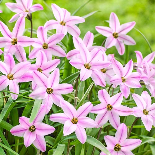 10 Stück, Ifejon (Ipheion) Charlotte Bishop - Blumenzwiebeln: Ilość w opakowaniu: 10 Stück