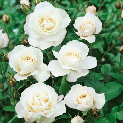 Rosa floribunda White, root ball - Plántulas: Ilość w opakowaniu: 1 plantas