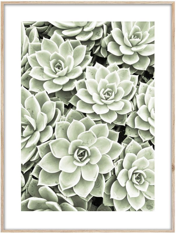 Obraz Artbox Succulents 50 x 70 cm