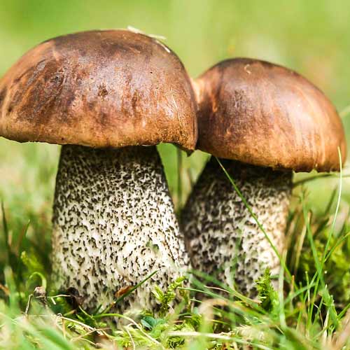 1 szt, Koźlarz Babka - Grzybnia: Ilość w opakowaniu: 60 ml