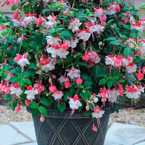 1 buc, Cerceluș (Fuchsia) Snowcap - : Mod de ambalare: 1 buc