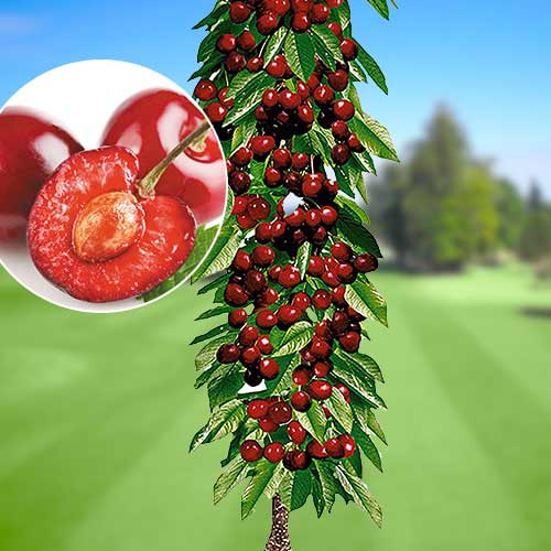 1 buc, Cireș columnar Queen Marry, С2 - Puieți: Mod de ambalare: 1 buc