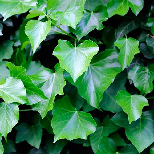 1 buc, Iederă Greenheart - Răsaduri: Mod de ambalare: 1 buc