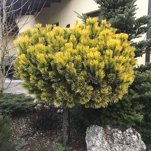 1 buc, Pin de Himalaya Wintergold, C4 - Puieți: Mod de ambalare: 1 buc