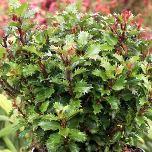 1 buc, Ilex Little Rascal Mondo - Răsaduri: Mod de ambalare: 1 buc