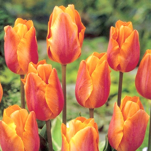 5 Stück, Tulpe Salmon Prince - Blumenzwiebeln: Ilość w opakowaniu: 5 Stück
