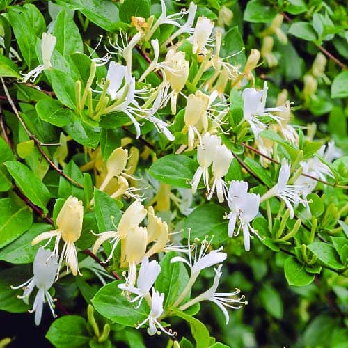 1 Pflanze(n), Geißschlinge Halls Prolific - Setzlinge: Ilość w opakowaniu: 1 Pflanze(n)