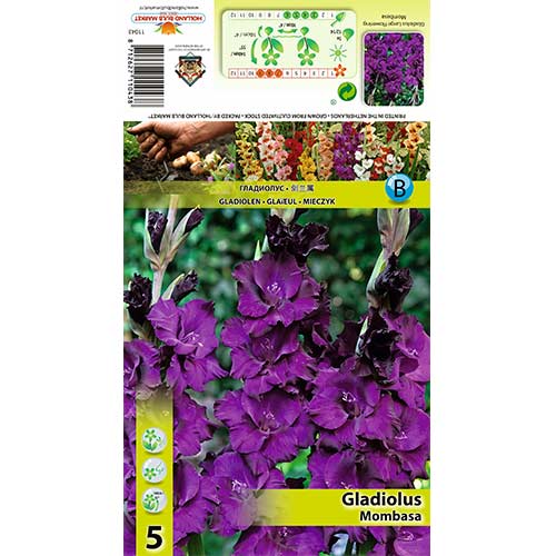 5 Stück, Großblumige Gladiole Mombasa - Zwiebeln: Ilość w opakowaniu: 5 Stück