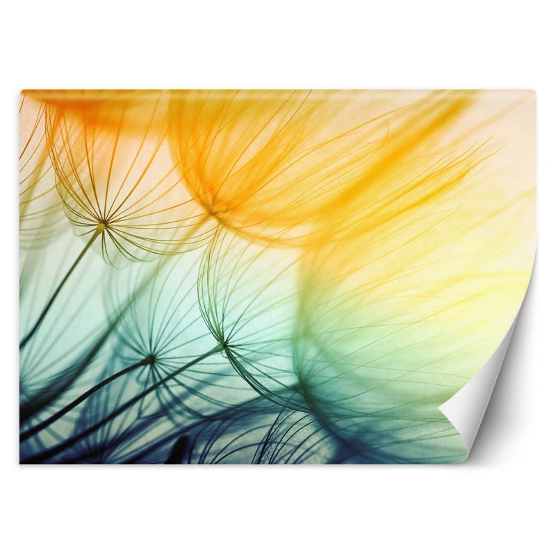 Fototapeta Feeby Kolorowe dmuchawce 150x105 1 szt