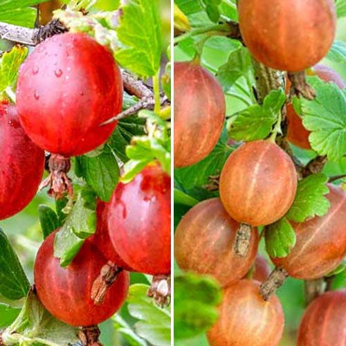 Zestwa Agrest bezkolcowy, 2 sadzonki - Sadzonki: Ilość w opakowaniu: 2 sadz - GradinaMax