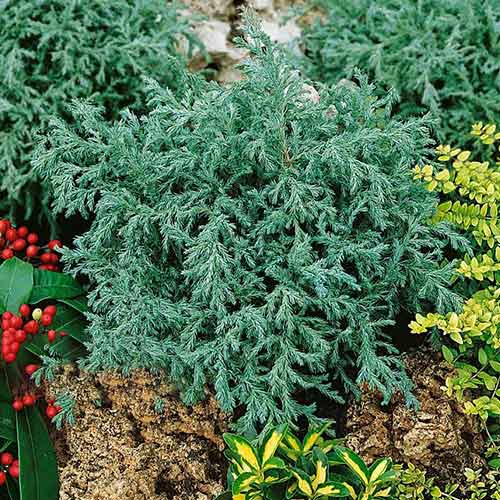 1 buc, Chiparos Baby Blue - Puieți: Mod de ambalare: 1 buc