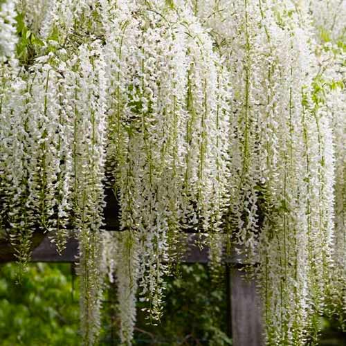 1 buc, Glicină (Wisteria floribunda) Alba - Răsaduri: Mod de ambalare: 1 buc