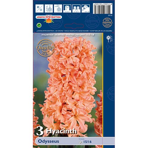 3 db, Jácint Odysseus - Hagymák: Mod de ambalare: 3 db
