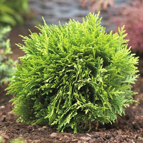 1 Pflanze(n), Lebensbaum Danica, Р9 - Setzlinge: Ilość w opakowaniu: 1 Pflanze(n)