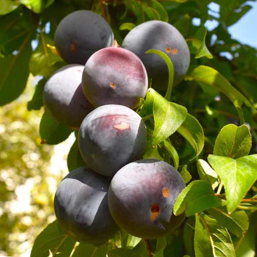 1 szt, Pflaume (columnar) Sonic Lady - Setzlinge: Ilość w opakowaniu: 1 szt