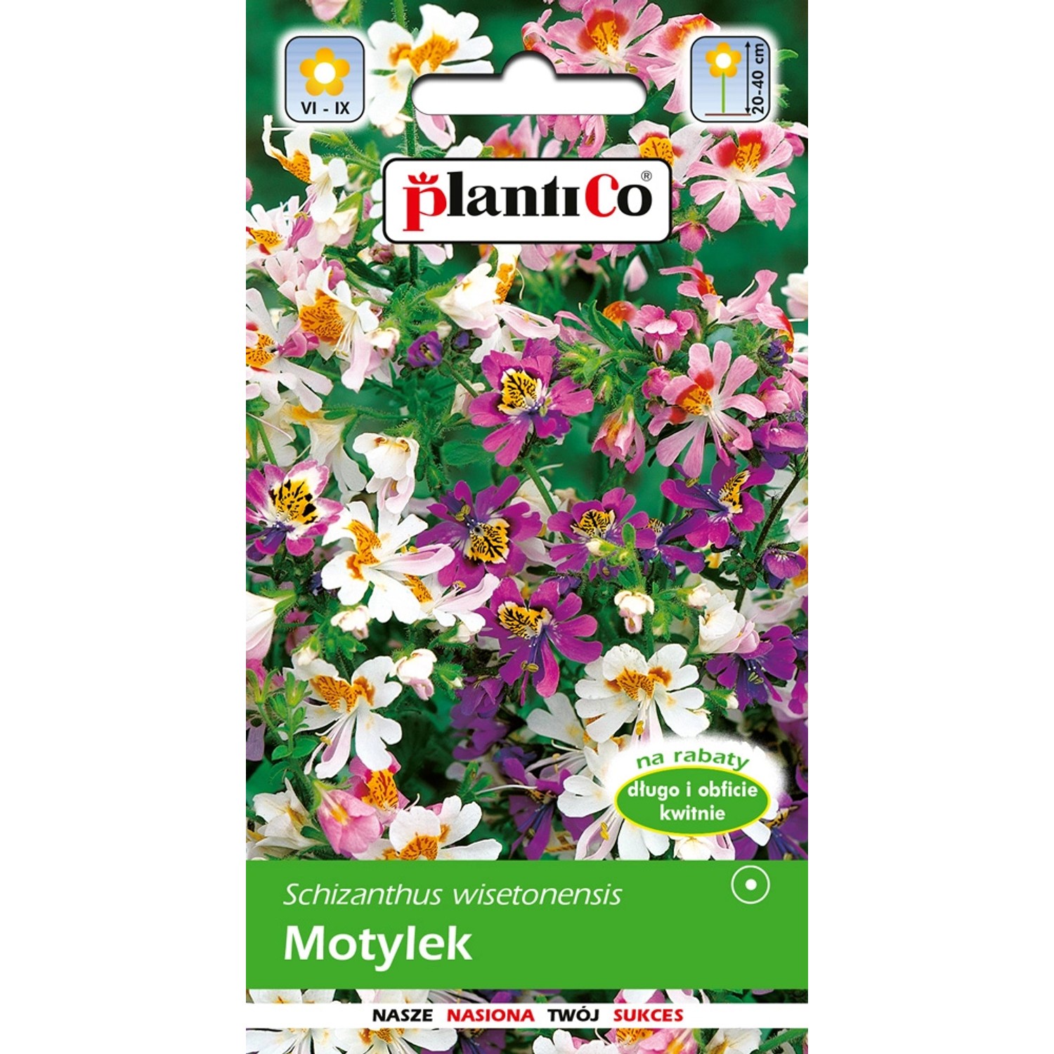 Motylek wisentoński (Schizanthus wisetonensis) mix