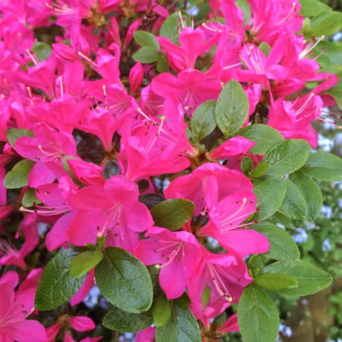 1 saz, Rododendron Geisha Purple - : Monžstvo balíkov: 1 saz