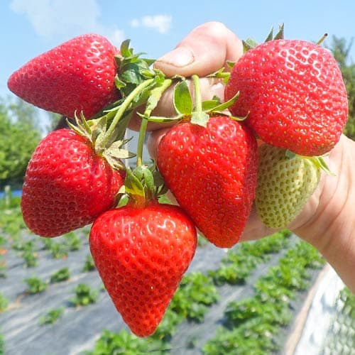 5 saz, Jahoda San Andreas - : Monžstvo balíkov: 5 saz