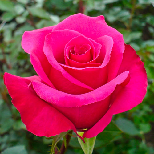 1 saz, Růže velkokvětá Dark Pink - : Monžstvo balíkov: 1 saz