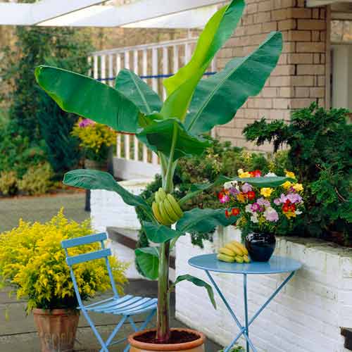 1 db, Japán banán (Musa basjoo) - Palánták: Mod de ambalare: 1 db