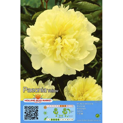 Pivoine Amarillo - Plantas perennes: Ilość w opakowaniu: 1 bulbos