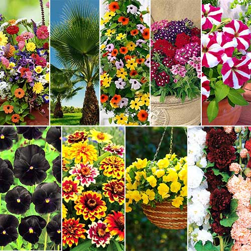 1 szt, Super Oferta! Zestaw Balkon Kwiatów MIX, 9 opakowań - Nasiona: Ilość w opakowaniu: 9 szt