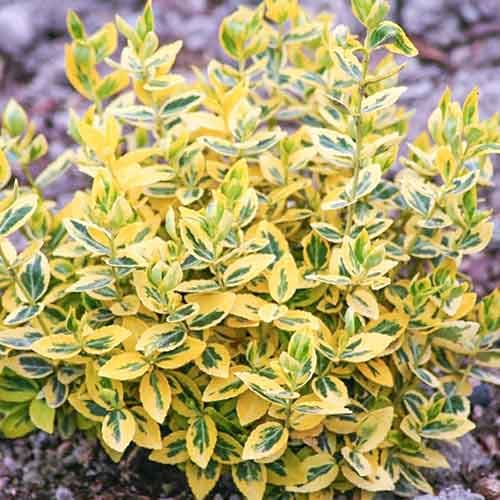 1 db, Kecskerágó Emerald'n Gold - Palánták: Mod de ambalare: 1 db