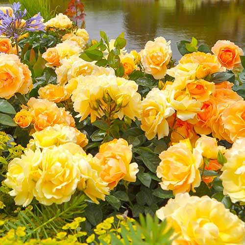 1 Pflanze(n), Strauchrose Rose Hansestadt Rostock - Setzlinge: Ilość w opakowaniu: 1 Pflanze(n)