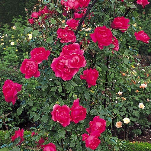 1 sadz, Róża pnąca Parade - Sadzonki: Ilość w opakowaniu: 1 sadz