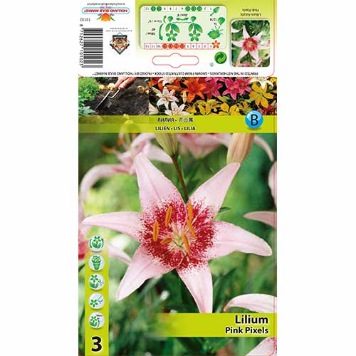 3 szt., Lilia Pink Pixels - Cebule: Ilość w opakowaniu: 3 szt.