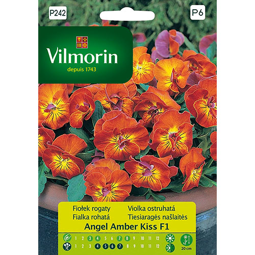 1 szt, Fiołek rogaty Angel Amber Kiss F1 Vilmorin - Nasiona: Ilość w opakowaniu: 30 szt