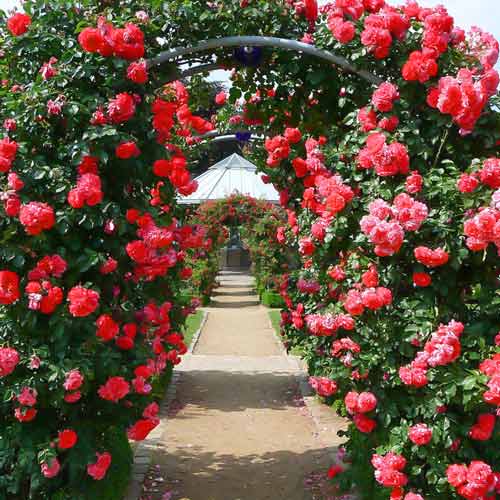 1 szt, Róża pnąca Fontana - Sadzonki: Ilość w opakowaniu: 1 sadz