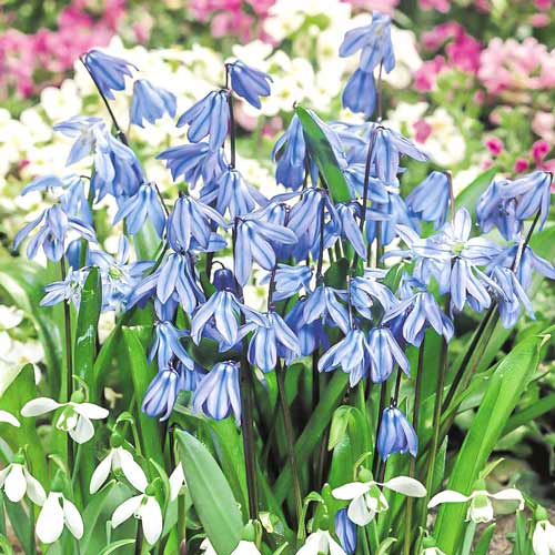 10 szt., Cebulica syberyjska - Cebule: Ilość w opakowaniu: 10 szt.