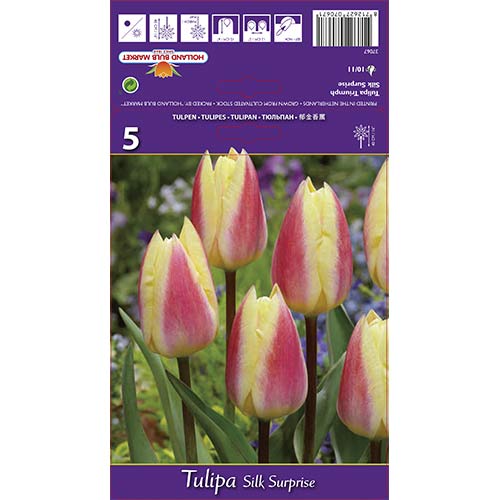 Tulipan Triumph Silk Surprise - Cebule: Ilość w opakowaniu: 5 szt. - GradinaMax