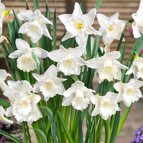 1 szt, Narcyz Mount Hood - Cebule: Ilość w opakowaniu: 5 szt.