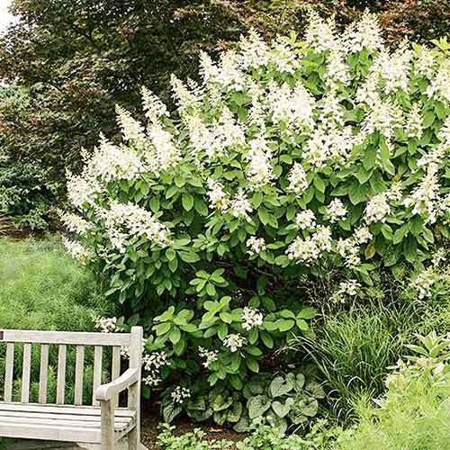 1 sadz, Hortensja bukietowa Tardiva - Sadzonki: Ilość w opakowaniu: 1 sadz